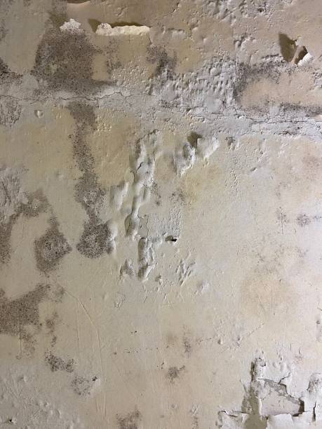 Mold Removal Process in Ladue, MO