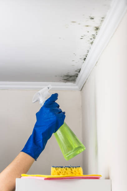 Home Mold Removal in Ladue, MO